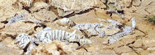 1zu72-oregon-trail-18140-skelette.jpg